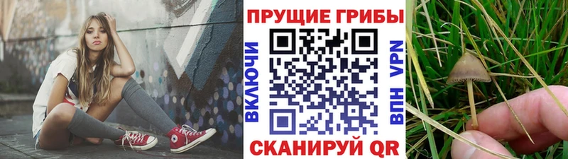 mega вход  Новороссийск  Псилоцибиновые грибы GOLDEN TEACHER 